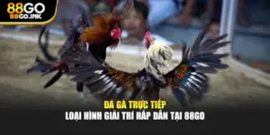 Đá Gà Trực Tiếp - Loại Hình Giải Trí Hấp Dẫn Tại 88GO