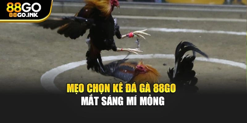 Mẹo chọn kê đá gà 88GO mắt sáng mí mỏng
