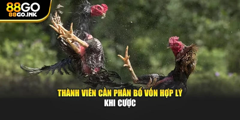 Thành viên cần phân bổ vốn hợp lý khi cược