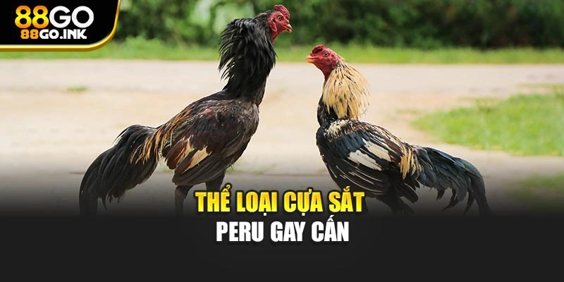 Thể loại cựa sắt Peru gay cấn